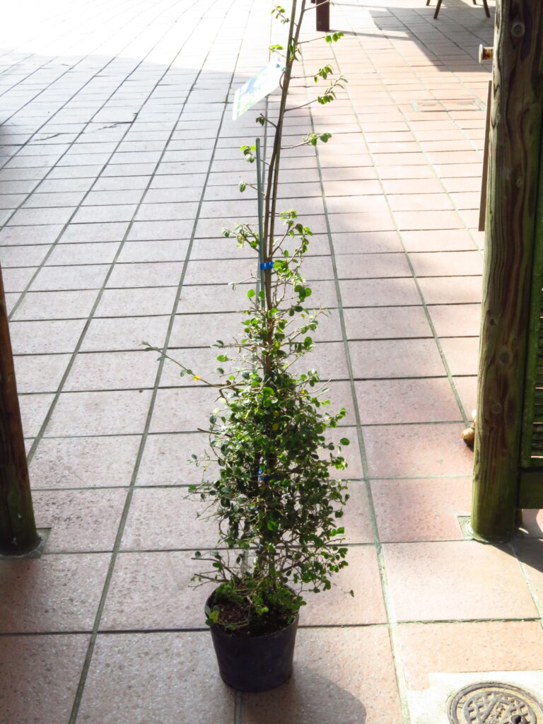 鉢植えお譲りします。 | 横須賀しょうぶ園ホームページ